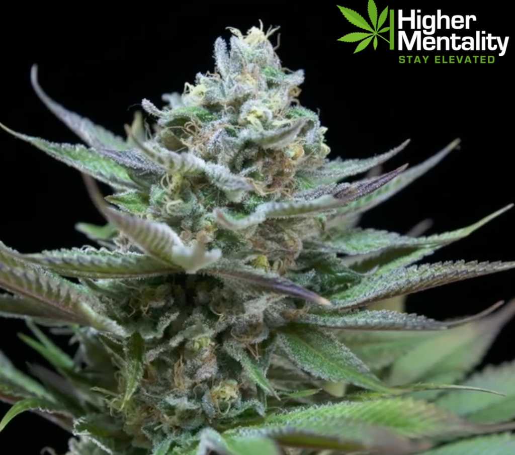 potent kush strains kush marijuana