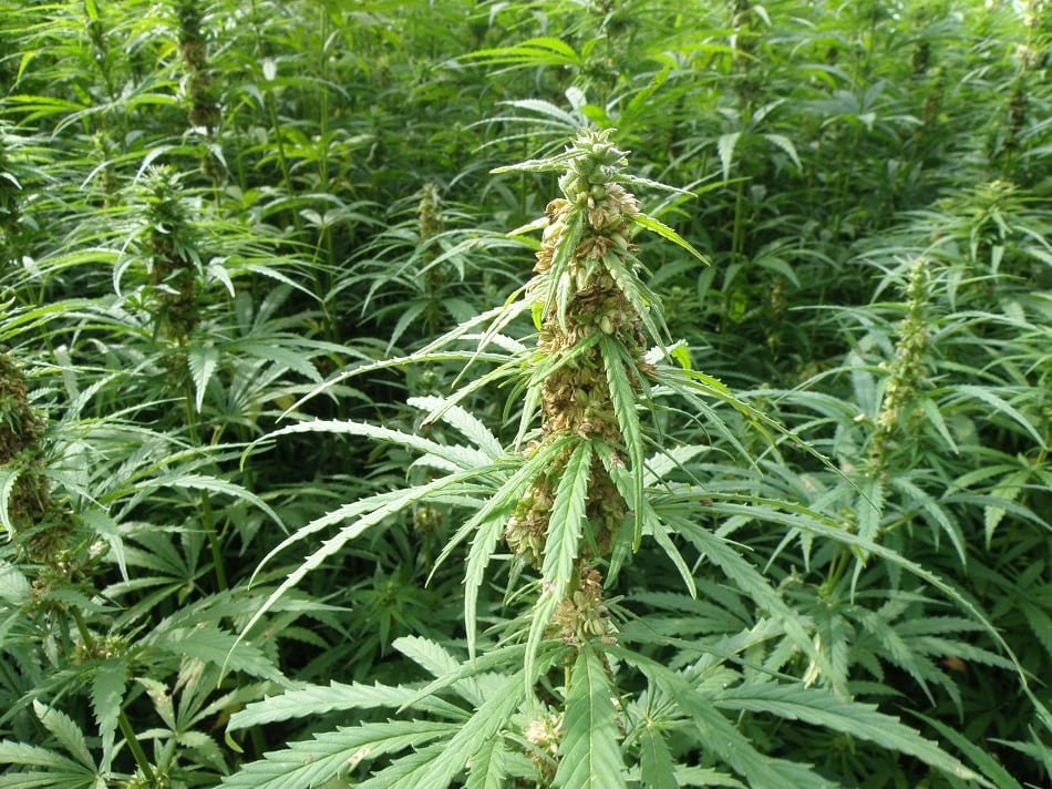 THC vs CBD : What's the Difference?
