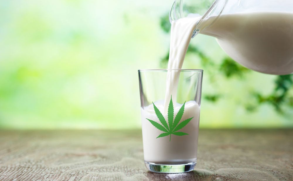 cannabis milk