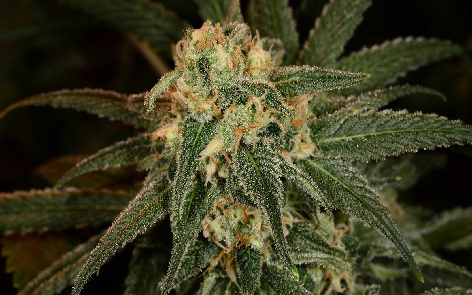 cannabis strains for music festivals