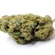 CBD Bud