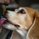 cbd oil for dog anxiety