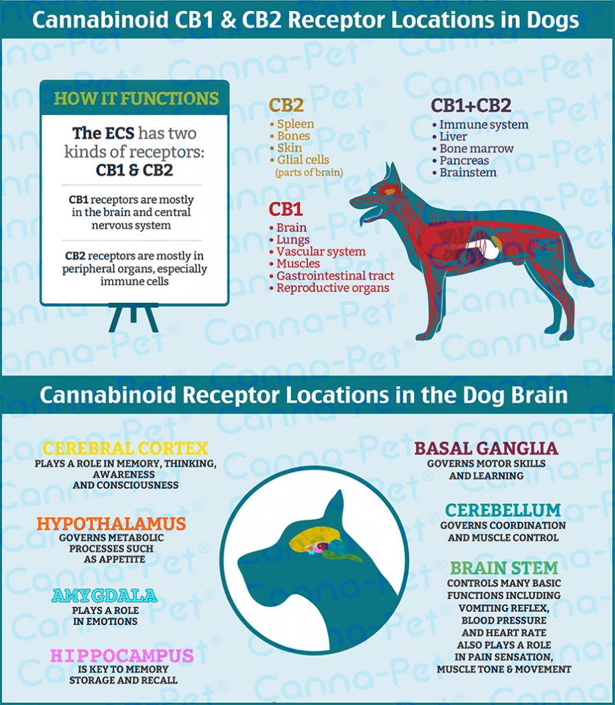 CBD oil for dogs anxiety