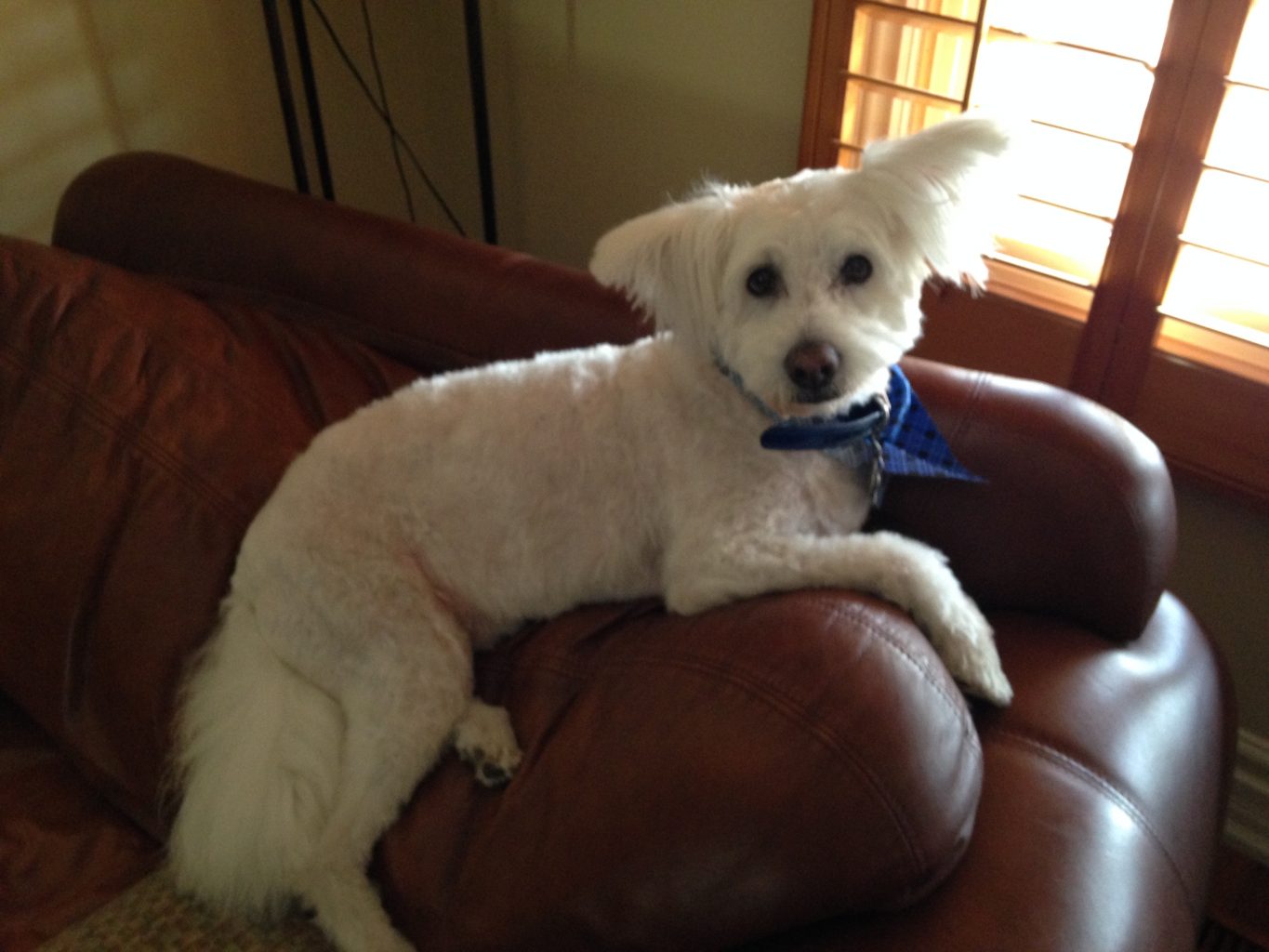 CBD oil for Dogs anxiety