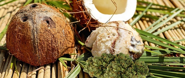 cannabis infused coconut oil