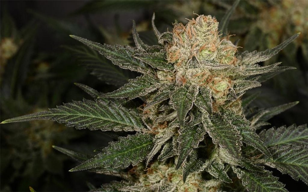 cannabis and music