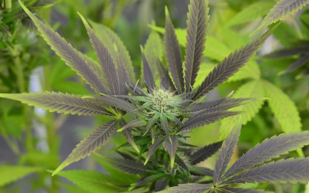 cannabis strains for music festivals