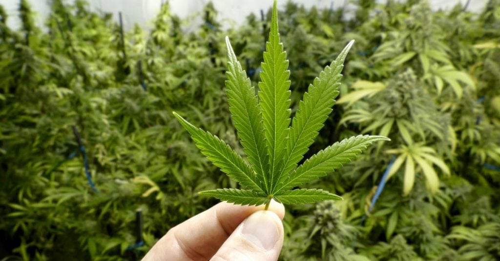 prayer and weed
