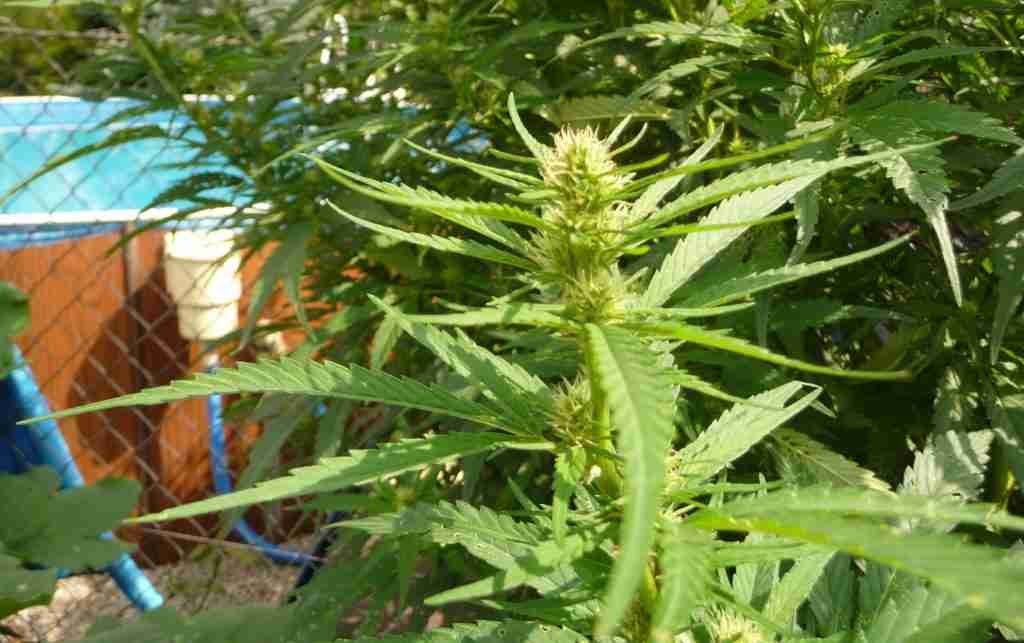 Cannabis-sativa-plant