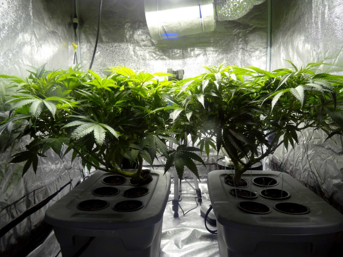 cannabis plants growing in a small space, DWC, hydroponics, Cannabis growers forum & community, How to grow cannabis, how to grow weed, a step by step guide to growing weed, cannabis growers forum, need help with sick plant, what's wrong with my cannabis plant, percys Grow Room, the Grow Room, percys Grow Guides, we'd growing forum, weed growers community, how to grow weed in coco, when is my cannabis plant ready for harvest, how to feed my cannabis plant, beginners guide to growing weed, how to grow weed for personal use, cannabis plant deficiency, how to germinate cannabis seeds, where to buy cannabis seeds, best weed growers website