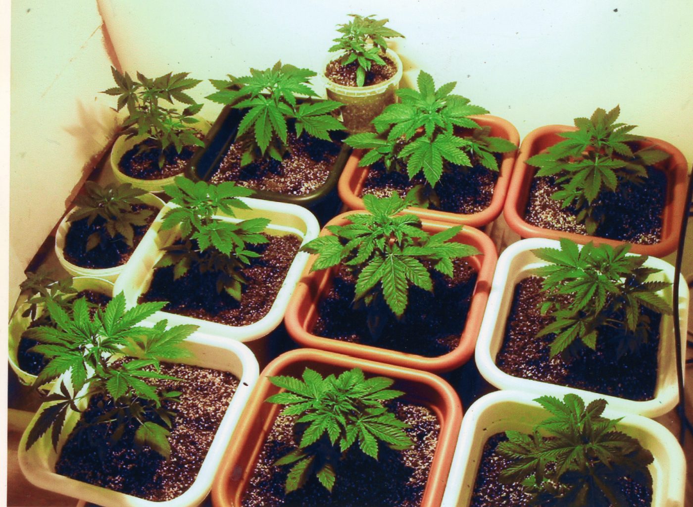 growing marijuana