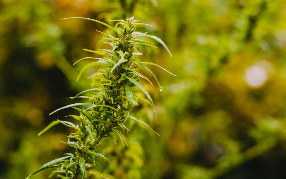 Male Cannabis Plant