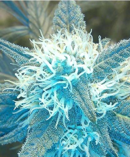 Blue frost Strain