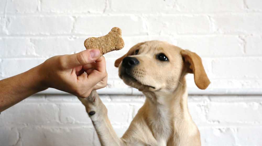 CBD Pet Treats