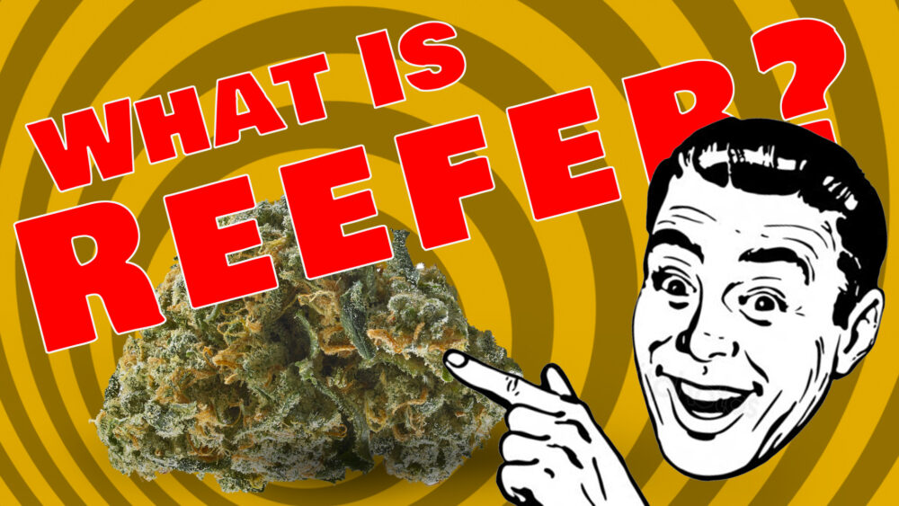 Reefer Madness Returns