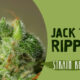 Jack the Ripper strain