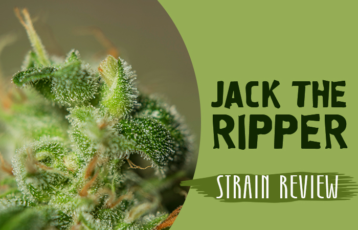 Jack the Ripper strain