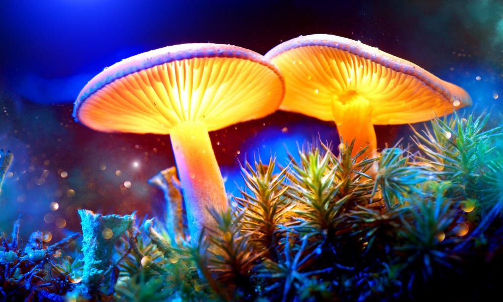 My Shrooms Experiences - Godsent Epiphanies, Trippy Moments and Soul-Cleansing Tears
