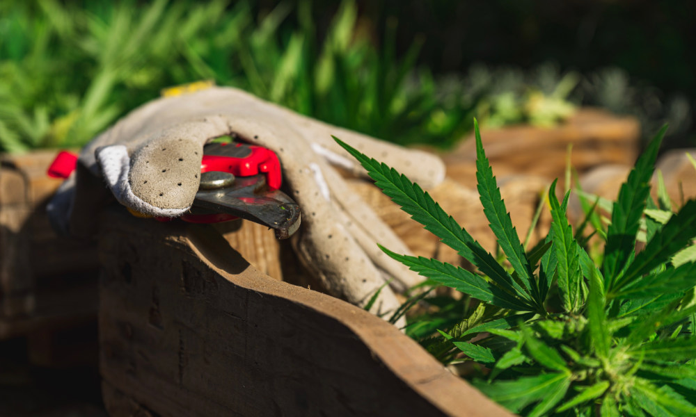 How to Increase THC When Growing Your Own Weed